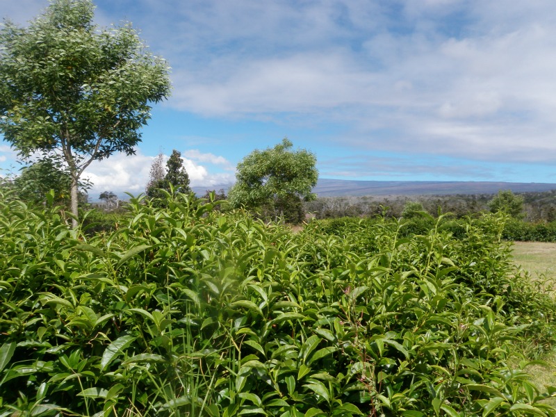 hawai tea
